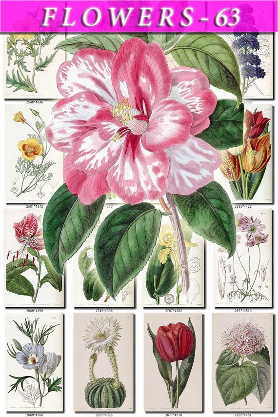 FLOWERS-63 256 vintage print