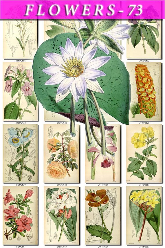 FLOWERS-73 204 vintage print