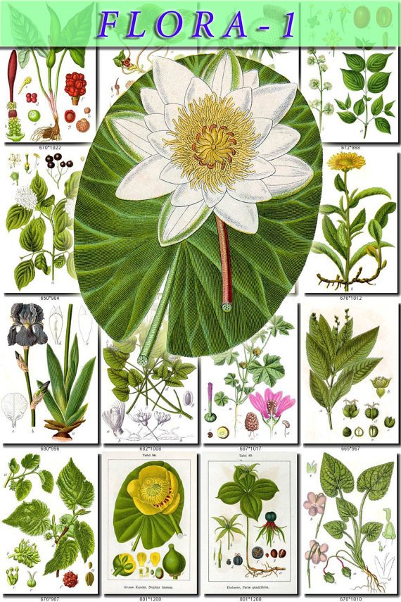 FLORA-1 900 vintage print