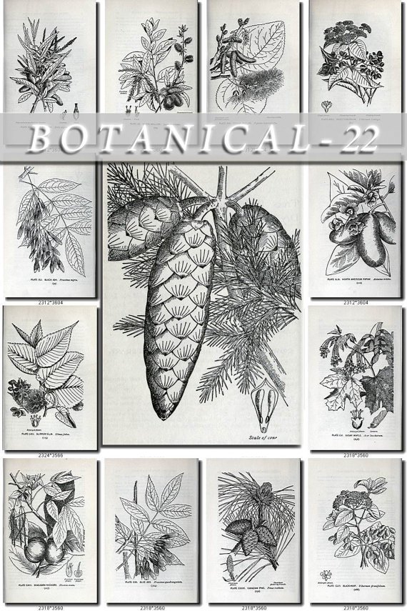 BOTANICAL-22-bw 127 black-, -white vintage print