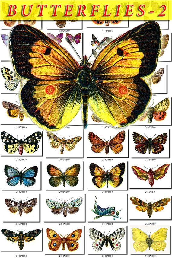 BUTTERFLIES-2 1200 vintage print
