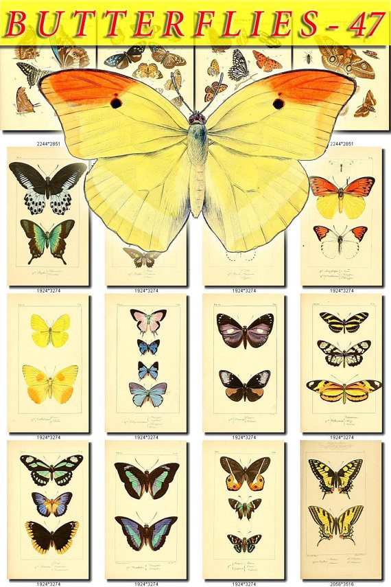 BUTTERFLIES-47 243 vintage print