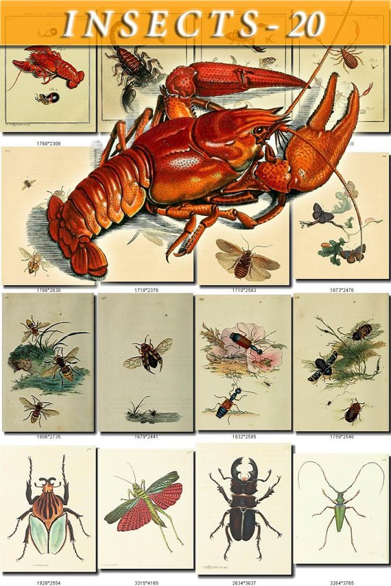 INSECTS-20 172 vintage print