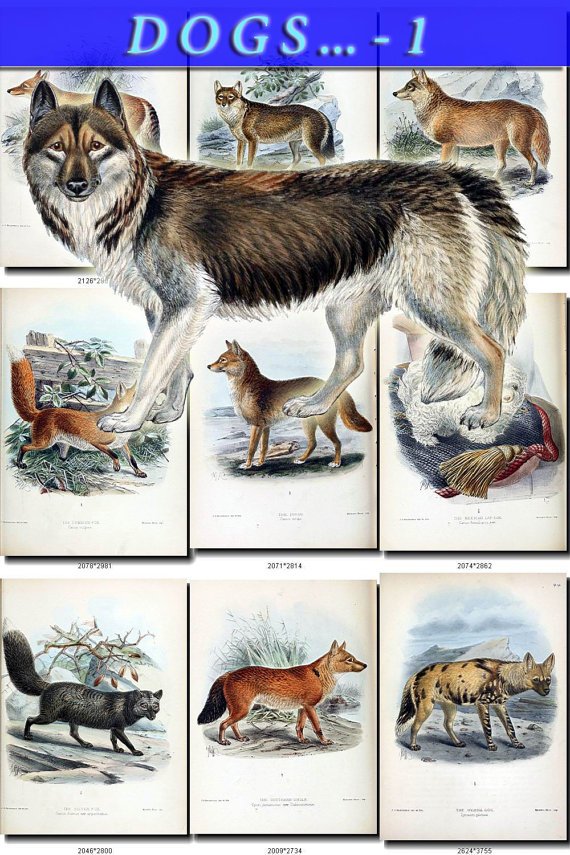 DOGS WOLVES FOXES-1 68 vintage print
