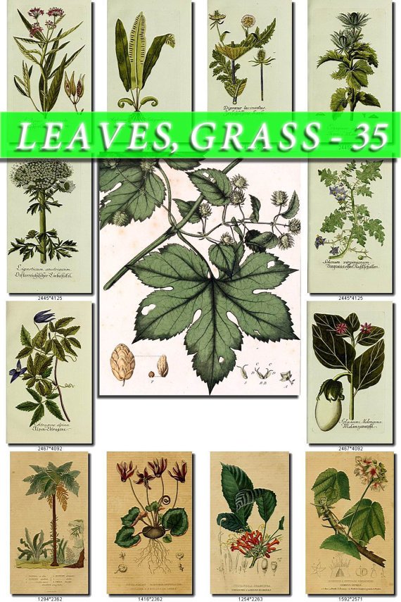 LEAVES GRASS-35 193 vintage print