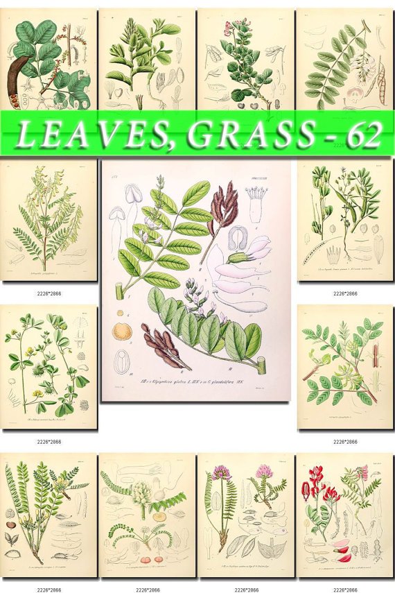 LEAVES GRASS-62 208 vintage print