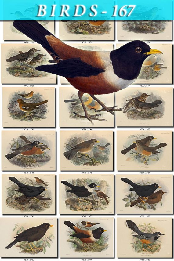 BIRDS-167 149 vintage print