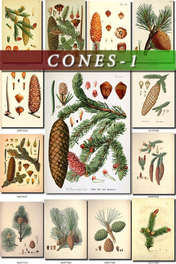CONES-1 170 vintage print