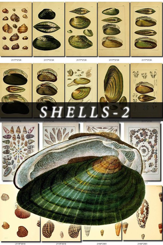 SHELLS-2 217 vintage print