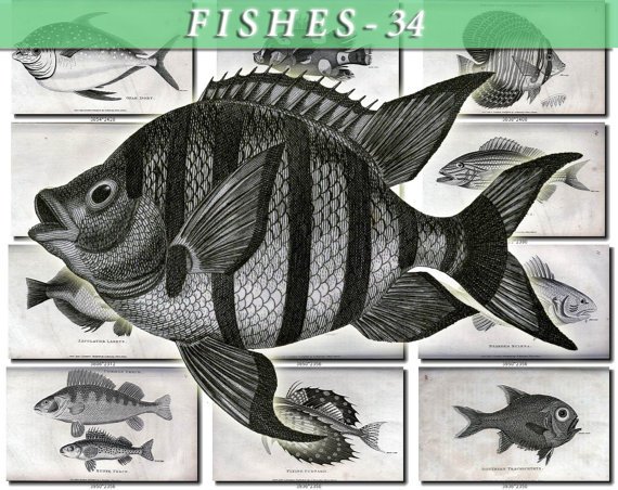 FISHES-34-bw 91 vintage print