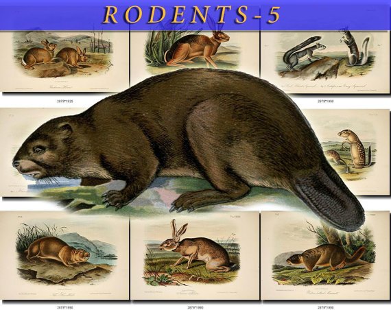 RODENTS-5 51 vintage print