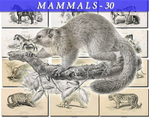 MAMMALS-30-bw 154 black-, -white vintage print
