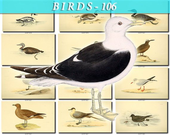 BIRDS-106 107 vintage print