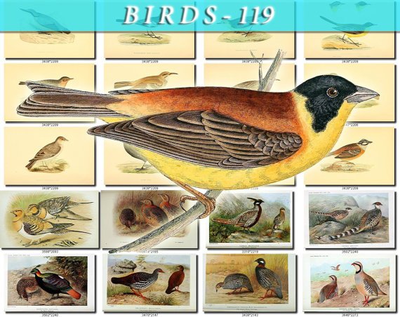 BIRDS-119 60 vintage print