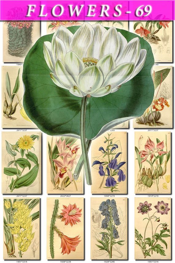 FLOWERS-69 254 vintage print