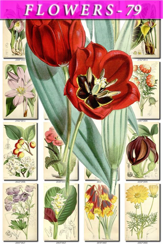 FLOWERS-79 261 vintage print