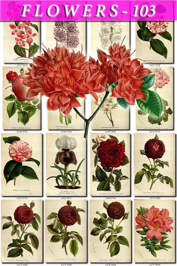 FLOWERS-103 304 vintage print