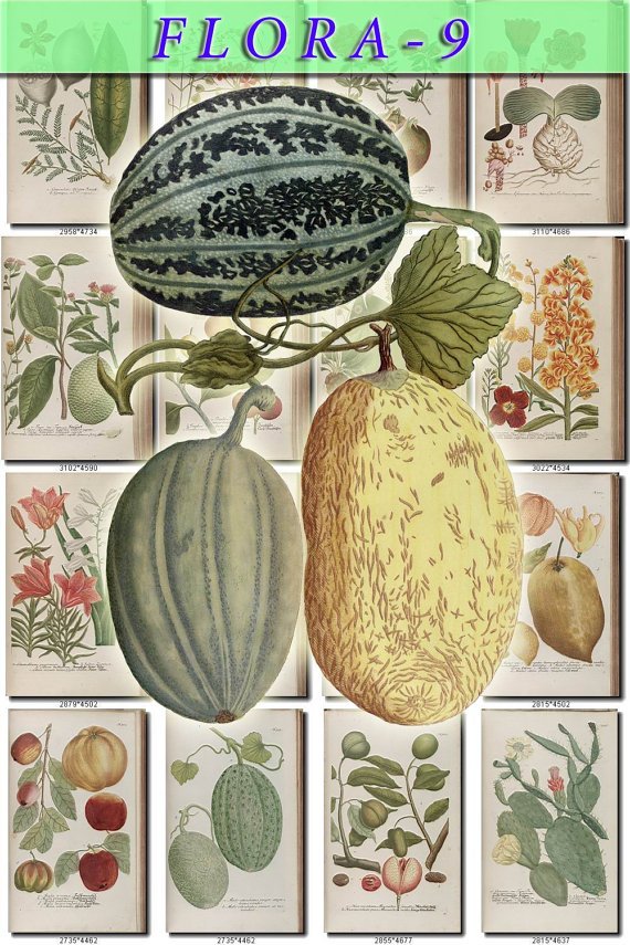 FLORA-9 333 vintage print