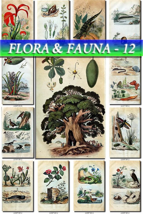 FLORA , FAUNA-12 249 vintage print