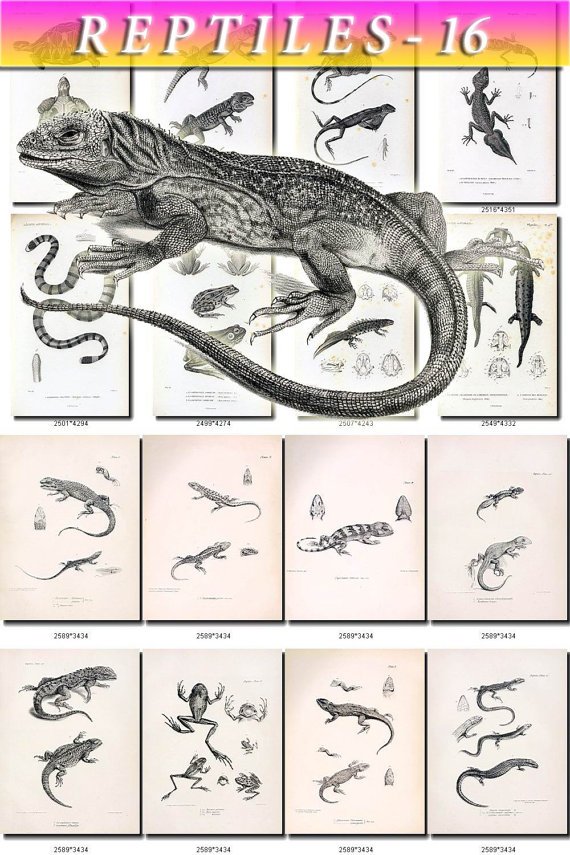 REPTILES & AMPHIBIAS-16-bw 66 black-, -white vintage print