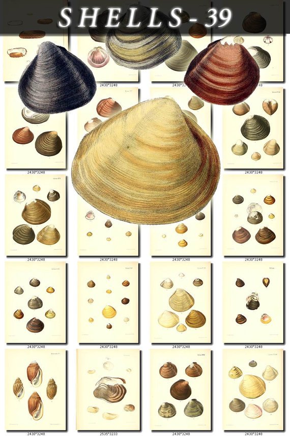 SHELLS-39 170 vintage print