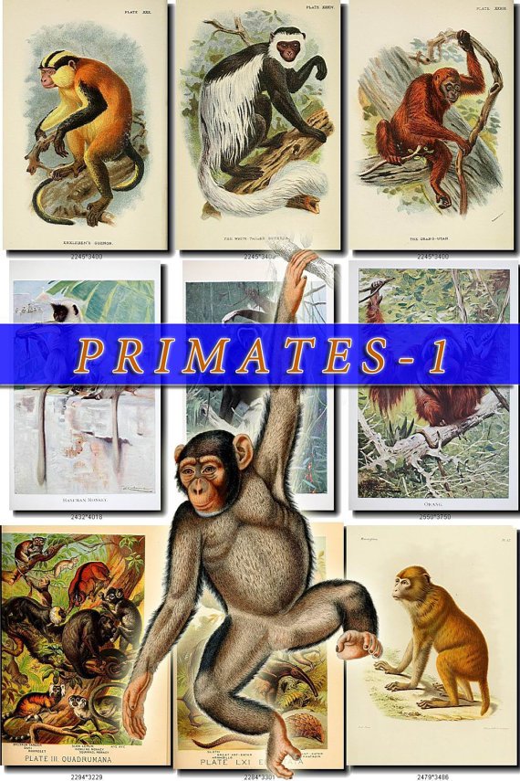 PRIMATES APES-1 52 vintage print
