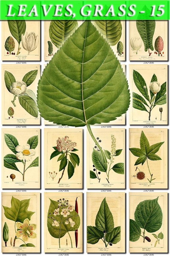 LEAVES GRASS-15 251 vintage print
