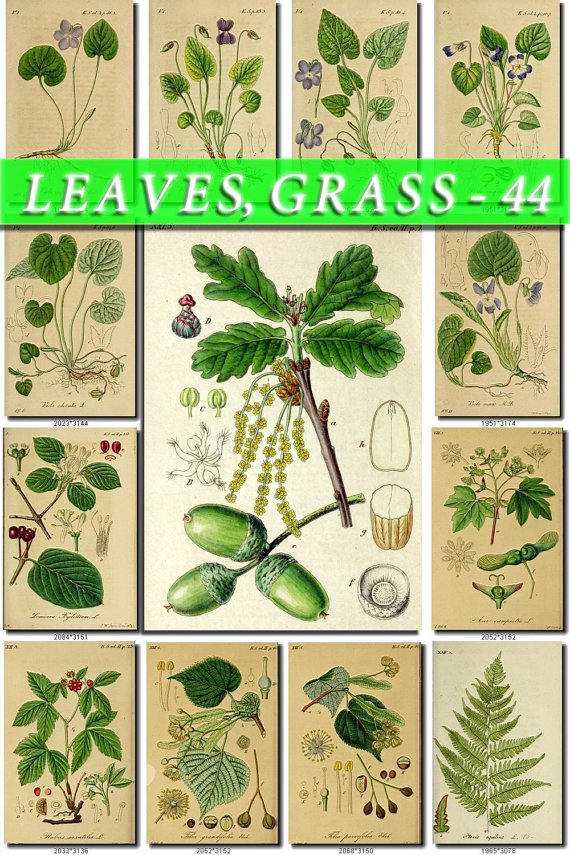 LEAVES GRASS-44 212 vintage print