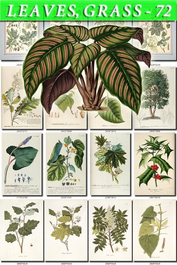 LEAVES GRASS-72 339 vintage print