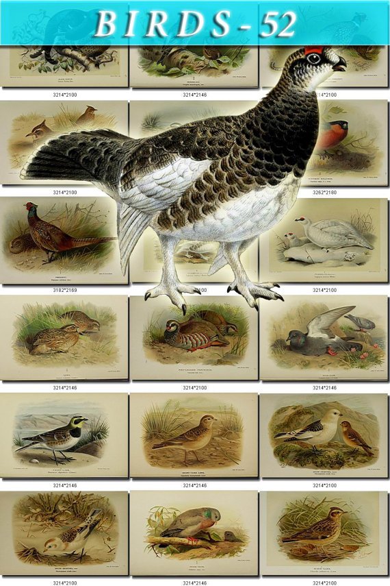 BIRDS-52 58 vintage print