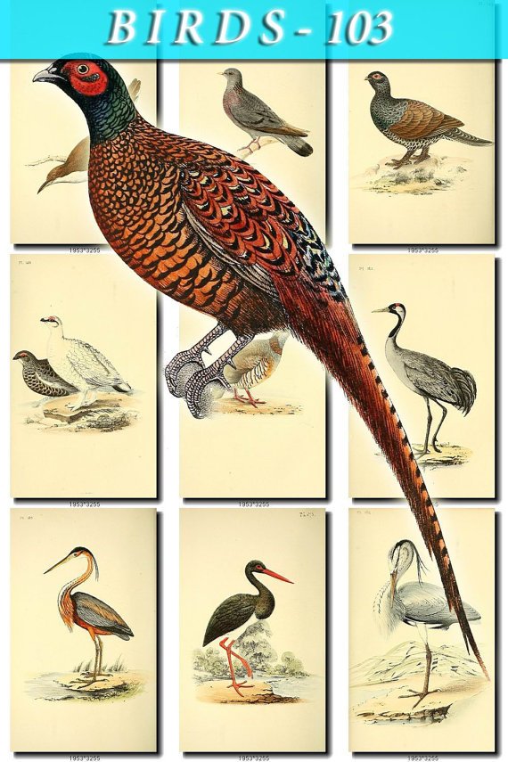 BIRDS-103 57 vintage print