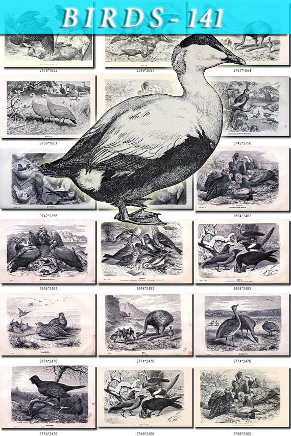 BIRDS-141-bw 145 black-, -white vintage print