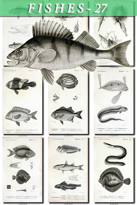 FISHES-27-bw 109 vintage print
