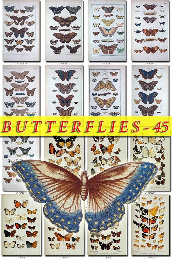 BUTTERFLIES-45 220 vintage print