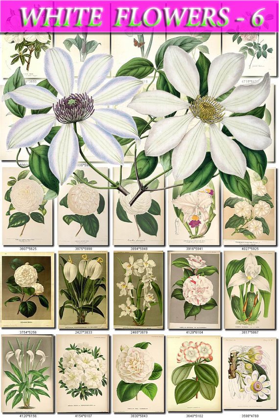 WHITE-6 FLOWERS 254 vintage print