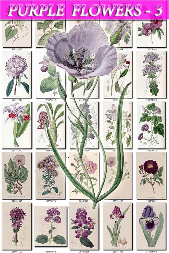 PURPLE-3 FLOWERS 200 vintage print