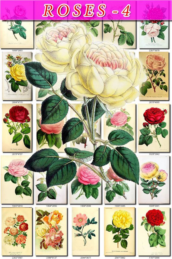 ROSES-4 150 beautiful vintage print