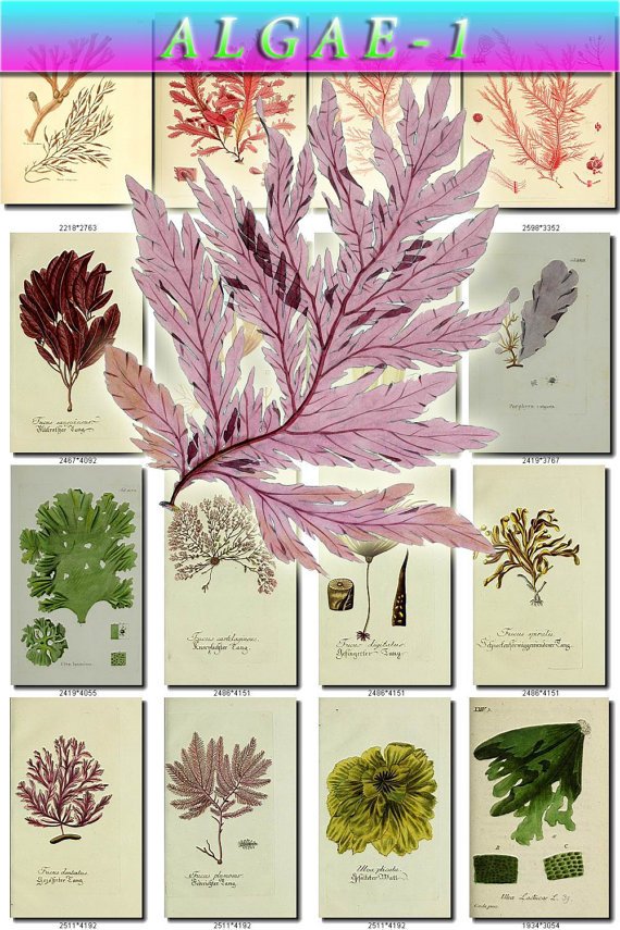 ALGAE-1 80 seaweeds vintage print