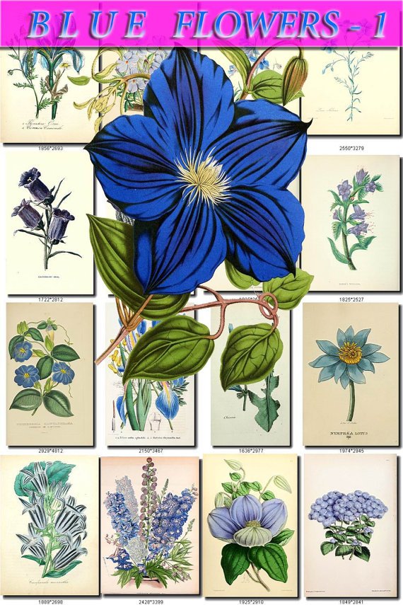 BLUE-1 FLOWERS 248 vintage print