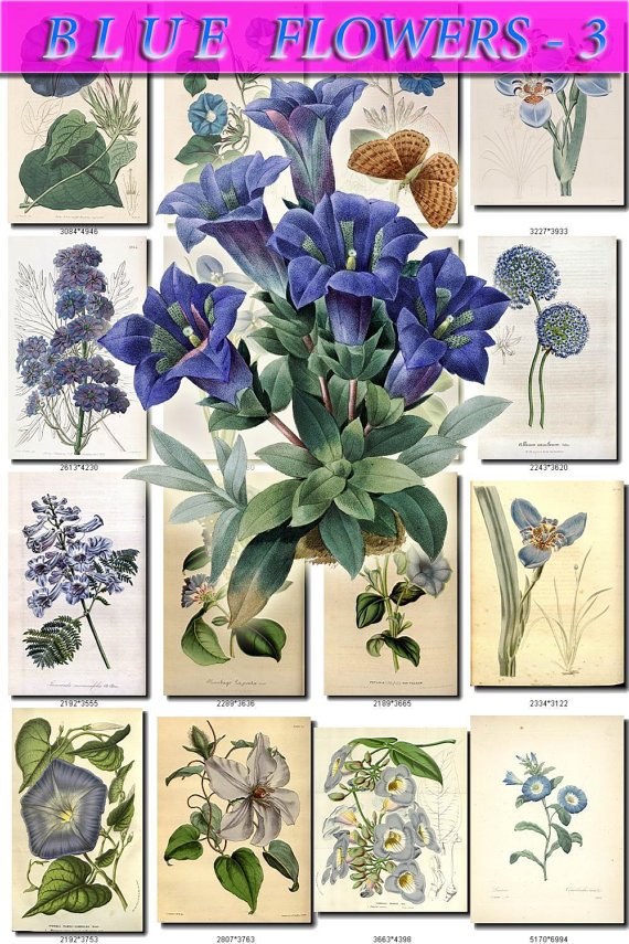 BLUE-3 FLOWERS 220 vintage print