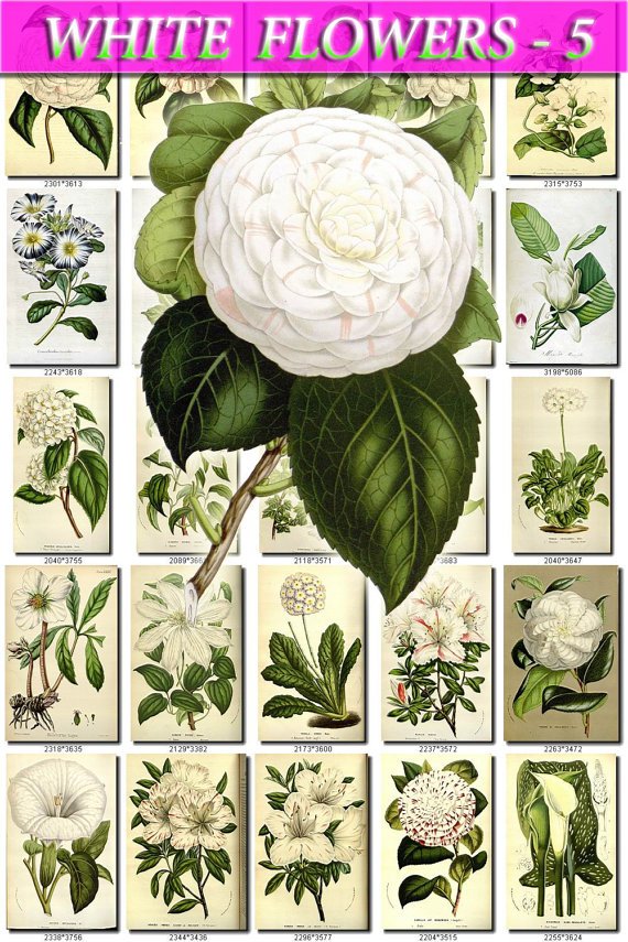 WHITE-5 FLOWERS 235 vintage print