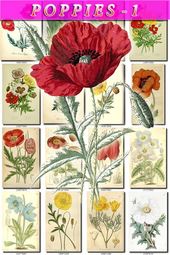 POPPIES-1 100 vintage print