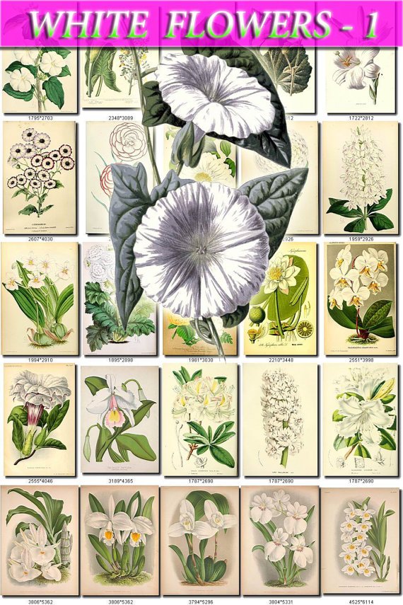 WHITE-1 FLOWERS 200 vintage print