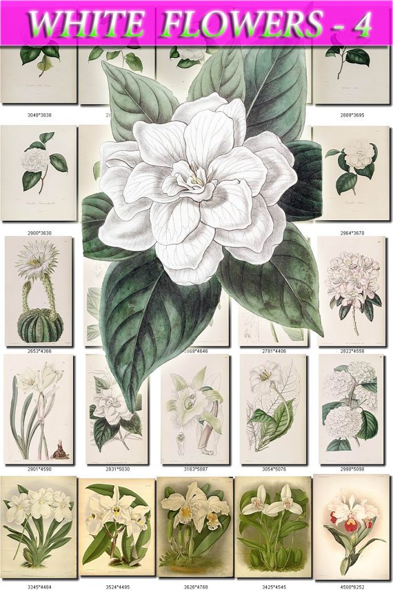 WHITE-4 FLOWERS 210 vintage print