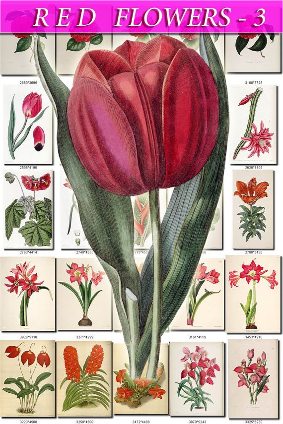 RED-3 FLOWERS 210 vintage print
