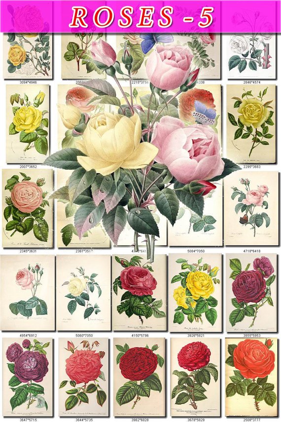 ROSES-5 155 beautiful vintage print