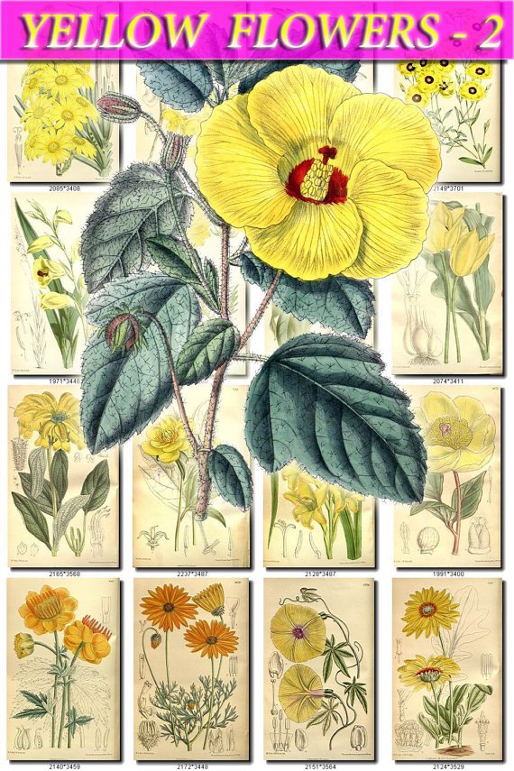 YELLOW-2 FLOWERS 280 vintage print