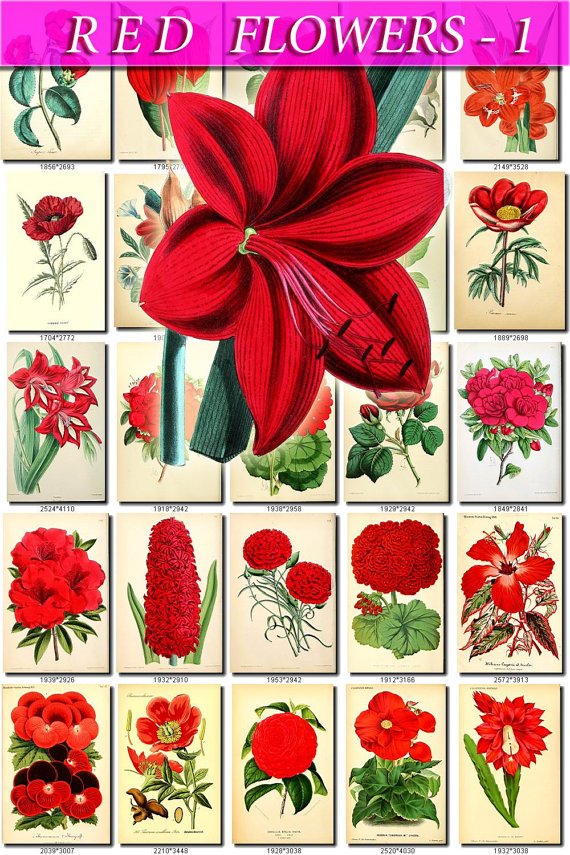 RED-1 FLOWERS 260 vintage print