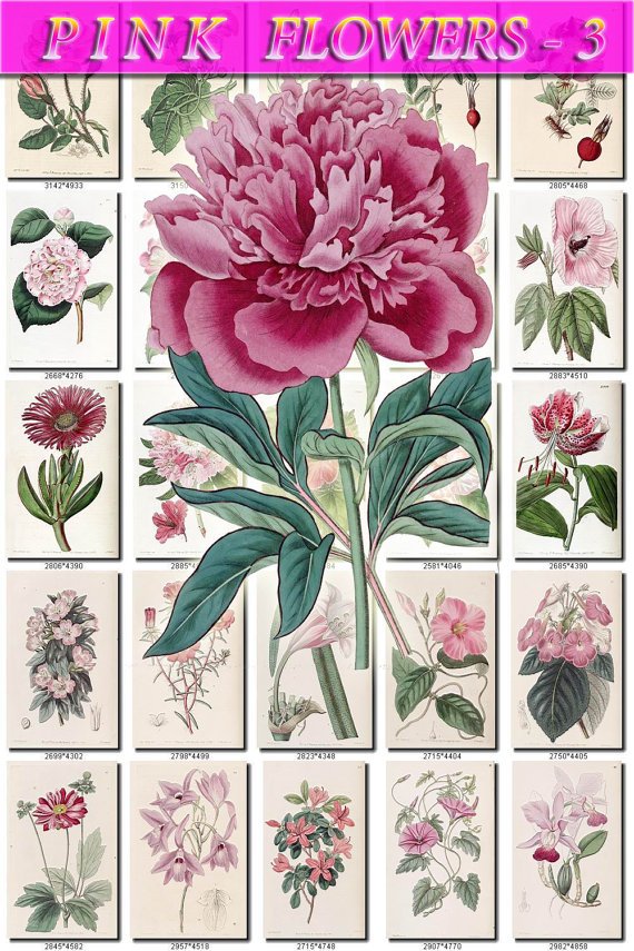PINK-3 FLOWERS 220 vintage print