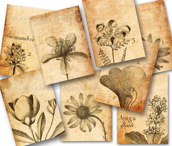 Botanical Drawings, Collage Sheet, Tags, ACEO, Vintage Images, Aged Paper